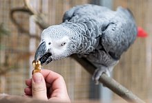 Papagei-F&uuml;tterung - Foto: Alexander Heinl