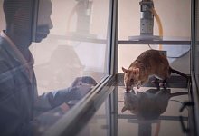 Studie: Riesenhamsterratten erschn&uuml;ffeln geschmuggelte Wildtiere - Apopo/dpa