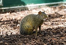 Seltene Nager - Werner Scheurer/Zoo K&ouml;ln/dpa