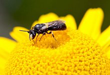 Rainfarn-Maskenbiene - Foto: Hans-Richard Schwenninger/NABU Baden-W&uuml;rttemberg/dpa