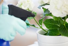 Was tun bei Spinnmilbenbefall? - Foto: Christin Klose/dpa-tmn/Illustration