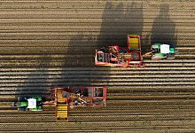 Kartoffelernte - Philipp Schulze/dpa