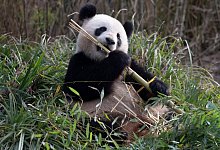 Meng Meng - Paul Zinken/dpa