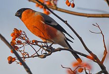 Gimpelm&auml;nnchen auf Eberesche - Patrick Pleul/dpa/dpa-tmn