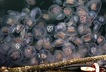 Ohrenquallen in der Ostsee - Foto: Bernd W&uuml;stneck/dpa-Zentralbild/dpa