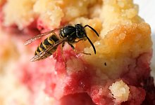 Bald d&uuml;rfte es wieder mehr von ihnen geben: Wespen und andere Insekten gef&auml;llt der trockene Sommer. - Jens Kalaene/dpa-Zentralbild/dpa