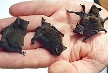 Zwergflederm&auml;use - Foto: dpa