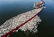 Umweltkatastrophe an der Oder - Marcin Bielecki/PAP/dpa