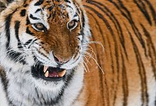 Amur-Tiger - Foto: Patrick Pleul/dpa-Zentralbild/dpa