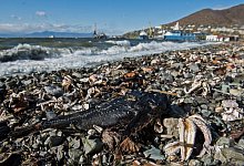 Tiersterben - Foto: Dmitry Sharomov/Greenpeace Russia/dpa