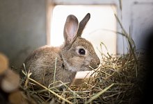 Kaninchen im Stall - Foto: Alexander Heinl