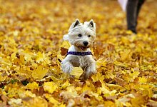 Kastanien Hunde Spielzeug - Daniel Karmann/dpa/dpa-tmn