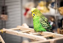 Gelenkverschlei&szlig; bei &auml;lteren V&ouml;geln - Foto: Christin Klose/dpa-tmn