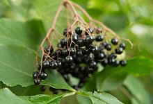 Schwarze Holunderbeeren - Andrea Warnecke/dpa-tmn