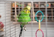 Ziervogel - Foto: Christin Klose/dpa-tmn