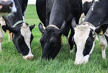 Weideaustrieb in der Milchwirtschaft - Oliver Berg/dpa