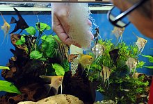 Aquarium reinigen - Foto: Caroline Seidel/dpa-tmn