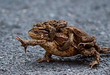 Kr&ouml;ten auf Wanderung - Foto: Klaus-Dietmar Gabbert