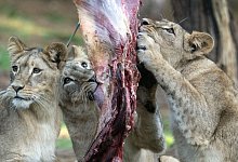 L&ouml;wengeburtstag in Gelsenkirchen - Bernd Thissen/dpa/Archivbild