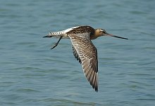 Pfuhlschnepfe im Flug - Foto: DB Hans-Wilhelm Gr&ouml;mping/dpa