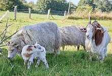 DNA-Ergbenisse von Flumo - Georg Wendt/dpa