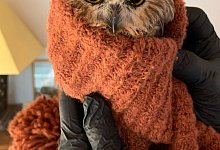 Eule im Rockefeller-Weihnachtsbaum - Foto: Lindsay Possumato/Ravensbeard Wildlife Center/AP/dpa