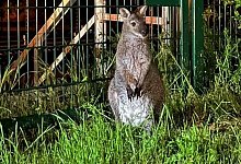 Horst - LPI Erfurt/Polizei/dpa