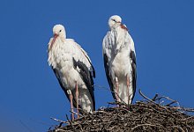 Storchenpaar - Foto: Patrick Seeger/dpa