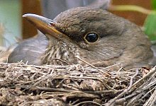 Br&uuml;ten - Foto: Ingo Wagner/dpa/Archiv