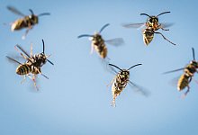 Instinkt - Foto: dpa