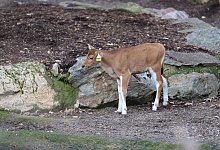 Banteng-K&auml;lbchen im K&ouml;lner Zoo geboren - Sascha Thelen/dpa