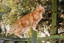 Eine Katze strolcht durch einen Garten - Foto: Markus Scholz/dpa-tmn