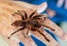 Vogelspinne - Ulrich Perrey/dpa