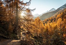 Ein goldener Herbst - Foto: Andre Meier/Switzerland Tourism/dpa-tmn