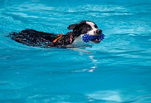 Hund im Wasser - Christoph Reichwein/dpa
