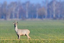 Wildtiere bekommen Nachwuchs - Foto: Patrick Pleul