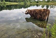 Weideprojekt - Astrid Sewing