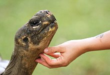 Auch Zoos haben ein Problem mit &Uuml;beralterung - Matt Rourke/AP/dpa