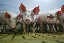 Schweinemastbetrieb - Lars Klemmer/dpa