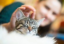 Kuscheln mit der Katze - Foto: Franziska Gabbert