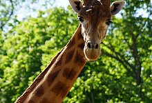 Giraffenbulle Diko - -/Zoo Dresden/dpa