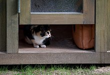 Haus f&uuml;r Katzen - Foto: Soeren Stache/dpa