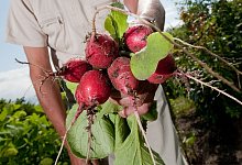 Mann erntet Radieschen im Garten - Klaus-Dietmar Gabbert/dpa-tmn