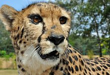 Vor rund sieben Jahrzehnten sind die letzten in Indien lebenden Geparden gestorben - nun versucht das Land, die Raubkatzen wieder anzusiedeln. - Matthias Benirschke/dpa