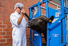 Schlachtung - Guido Kirchner/dpa