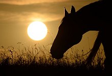 Pferd - Foto: Felix K&auml;stle/dpa