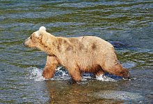 «Fat Bear»-Wahl - Boak/National Park Service/dpa