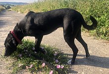 Hund auf Futtersuche - Silke Buhrmester