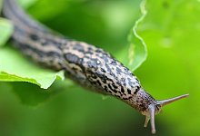 Eine Nacktschnecke auf einem Salatblatt - Foto: David-Wolfgang Ebener/dpa/dpa-tmn