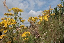 Sch&ouml;n anzusehen, aber gef&auml;hrlich - Heidi Stork